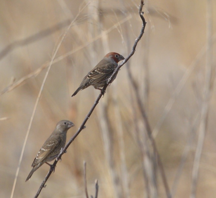 Red-headed Finch - ML643196123