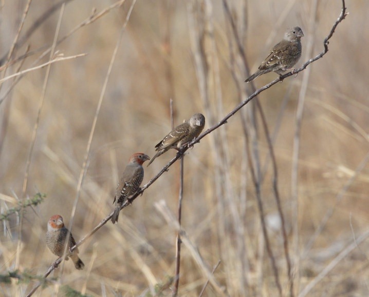 Red-headed Finch - ML643196132