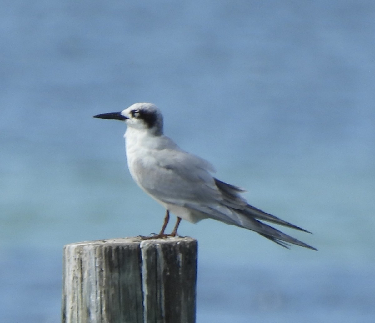 Forster's Tern - ML643196136