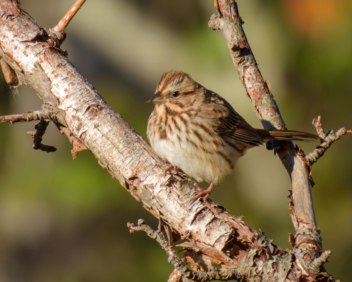 Song Sparrow - ML643196137