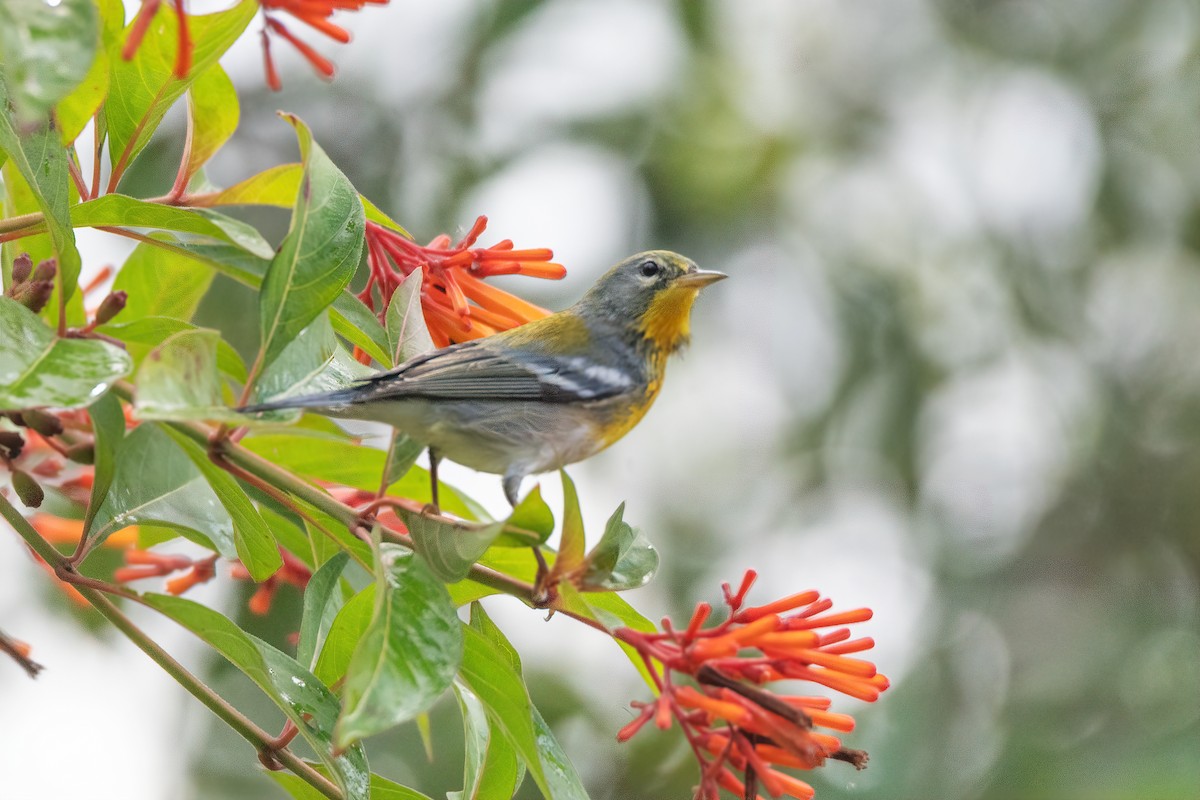 Northern Parula - ML643196139