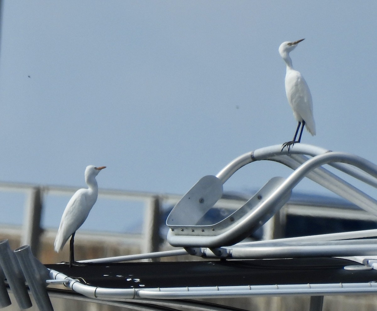 Great Egret - ML643196140