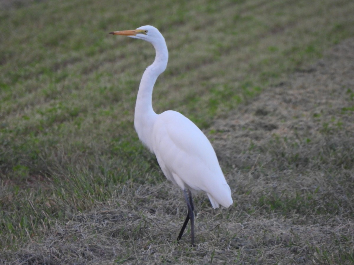 Great Egret - ML643196141