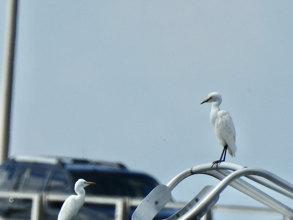 Great Egret - ML643196142