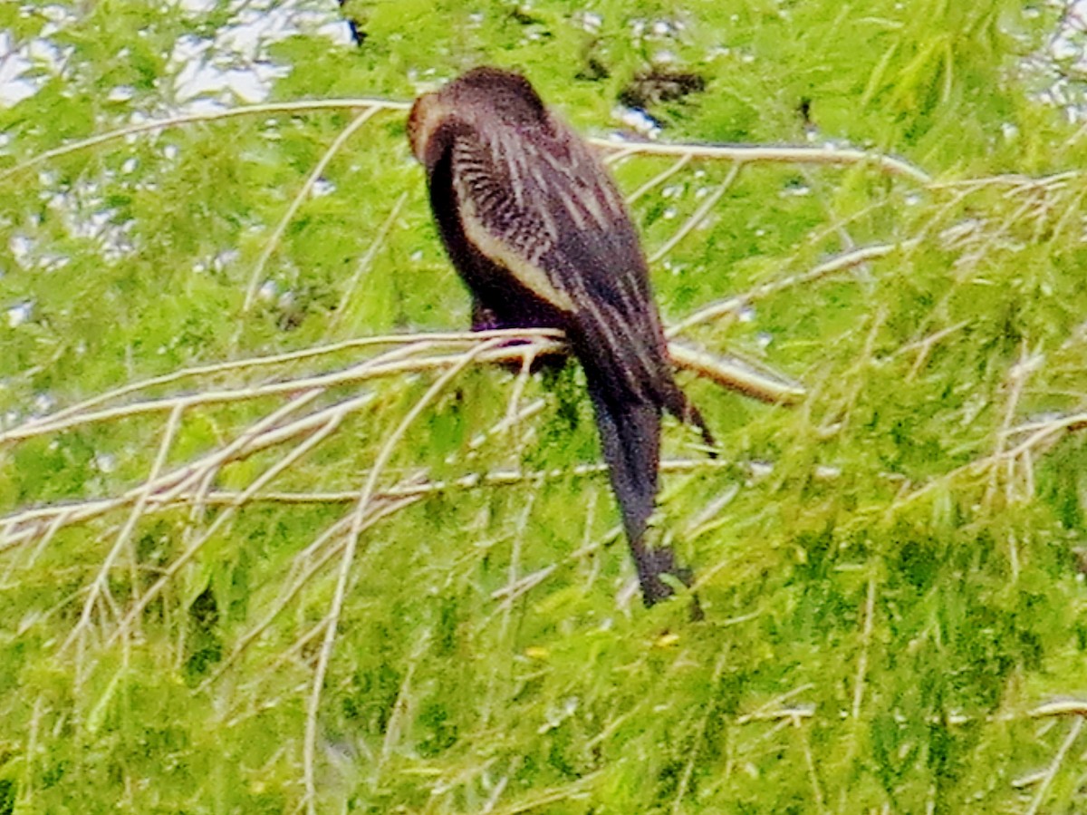 Anhinga - ML643196143