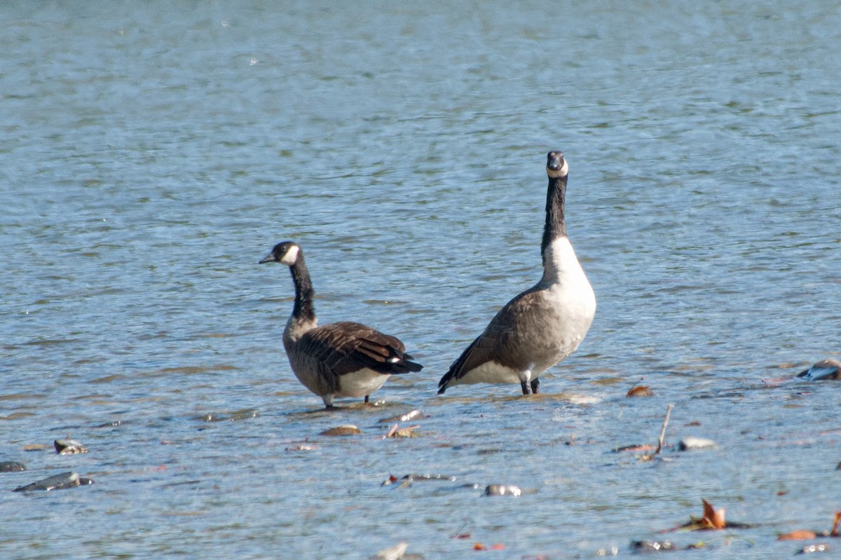 Canada Goose - ML643196144