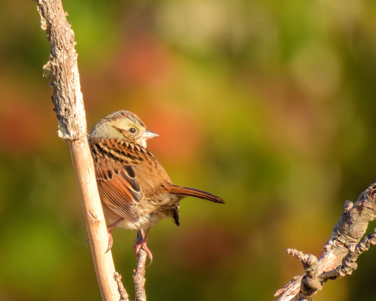 Swamp Sparrow - ML643196145