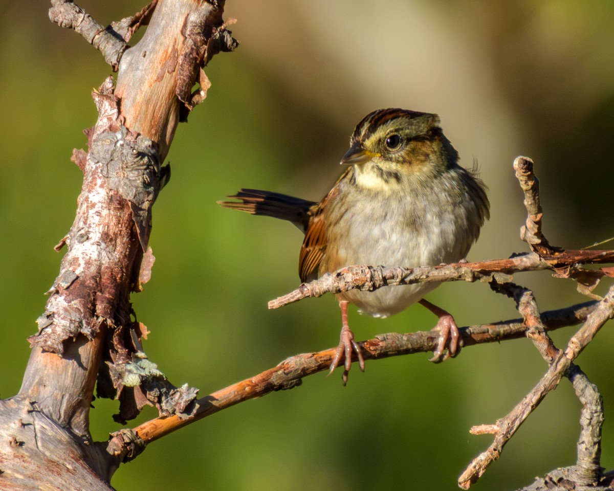Swamp Sparrow - ML643196147