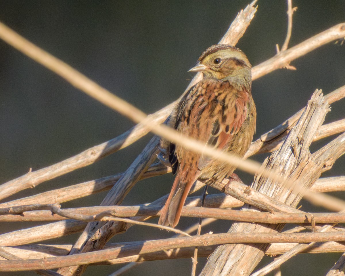 Swamp Sparrow - ML643196148