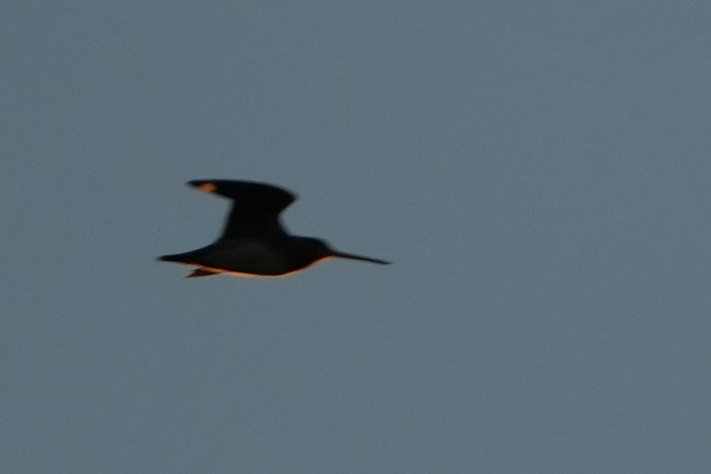 Wilson's Snipe - ML643196149