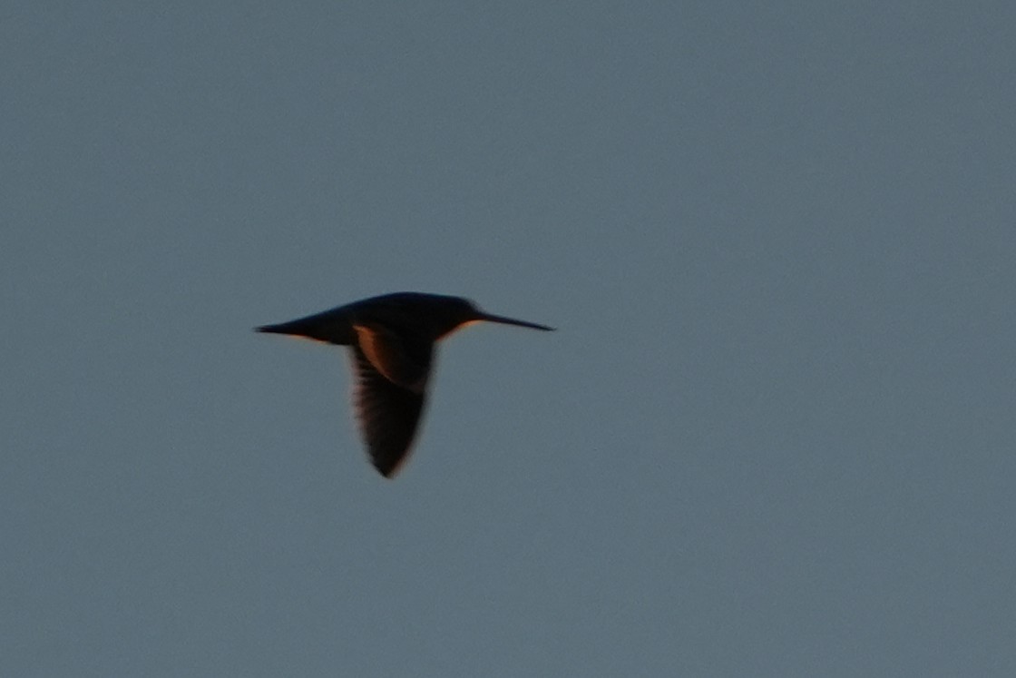 Wilson's Snipe - ML643196150