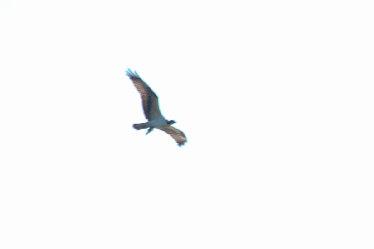 Osprey - ML643196151