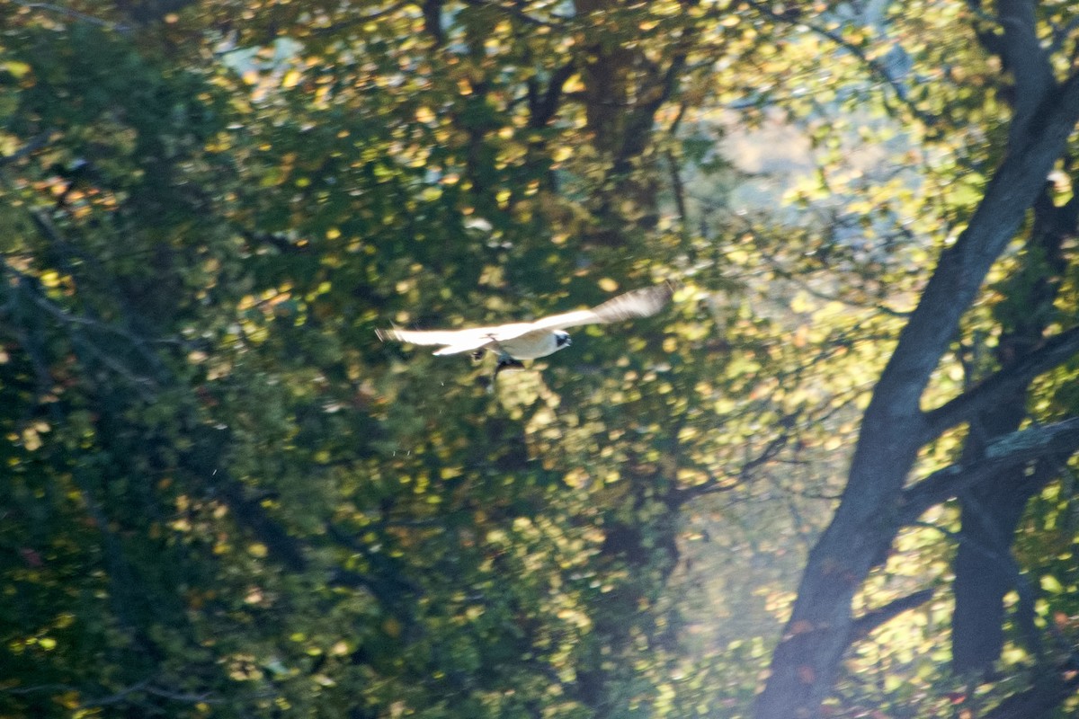 Osprey - ML643196152