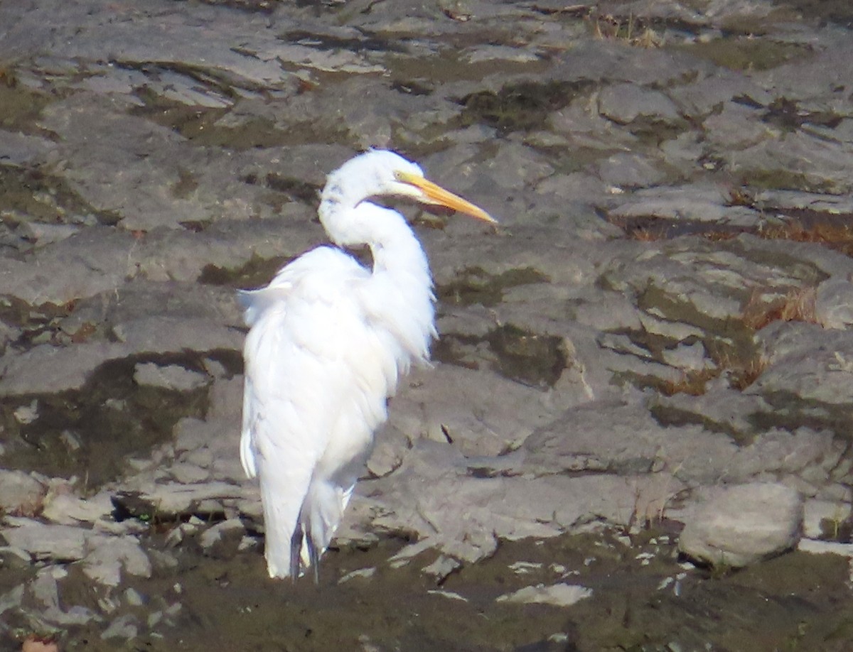 Great Egret - ML643196153