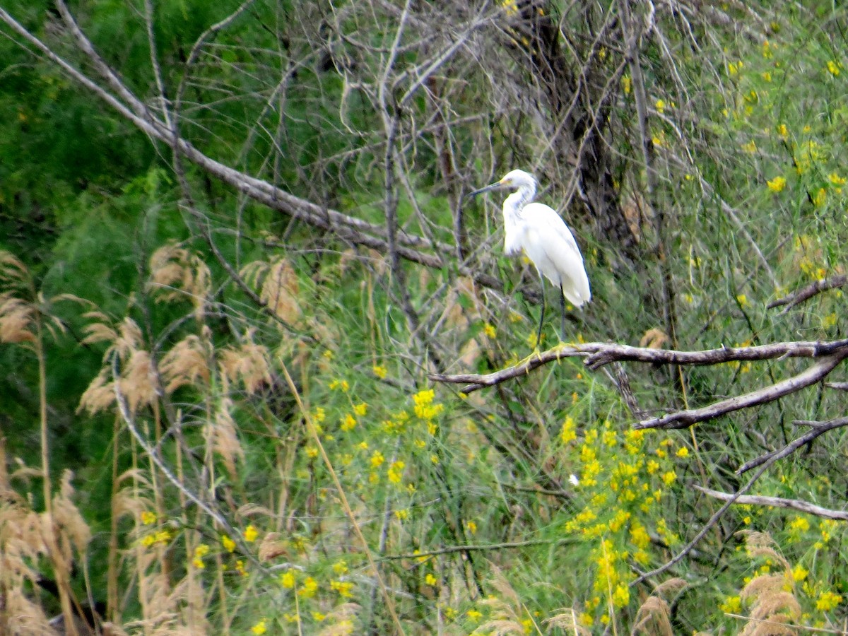 Snowy Egret - ML643196154