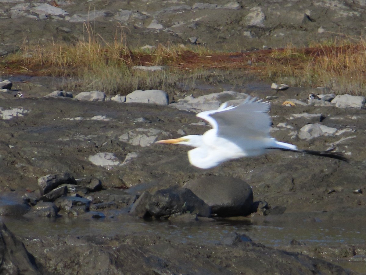 Great Egret - ML643196155