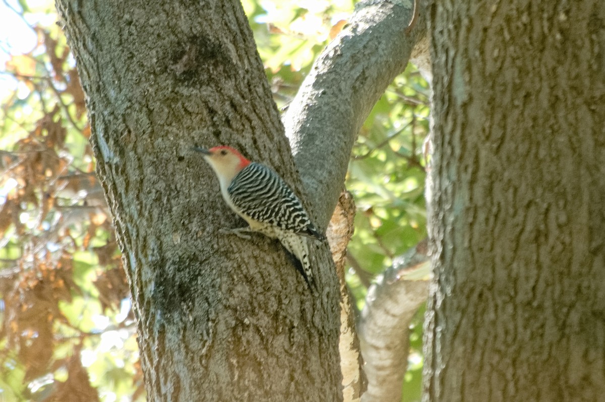 Red-bellied Woodpecker - ML643196156