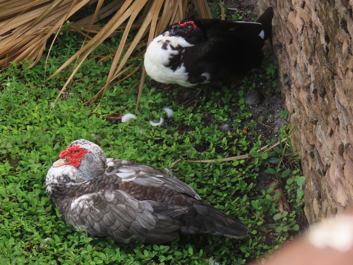 Muscovy Duck (Domestic type) - ML643196157
