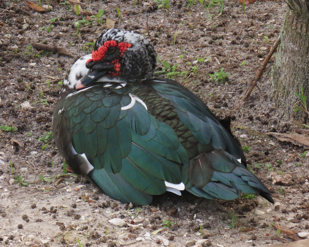 Muscovy Duck (Domestic type) - ML643196158