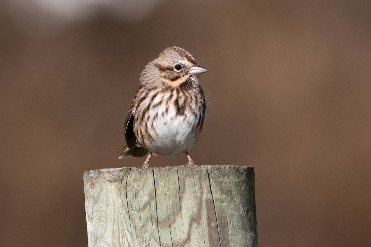 Song Sparrow - ML643196159