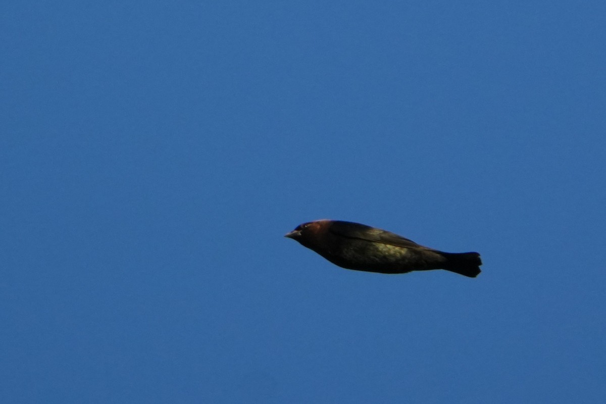 Brown-headed Cowbird - ML643196161