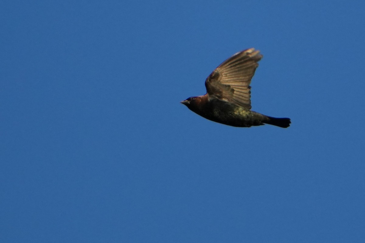 Brown-headed Cowbird - ML643196162