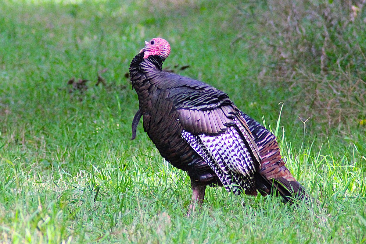 Wild Turkey - ML643196163