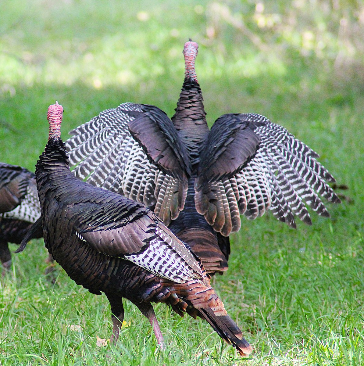 Wild Turkey - ML643196164