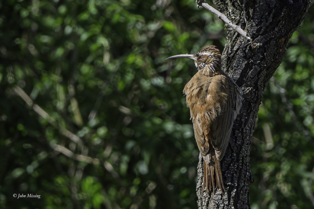 Scimitar-billed Woodcreeper - ML643196166