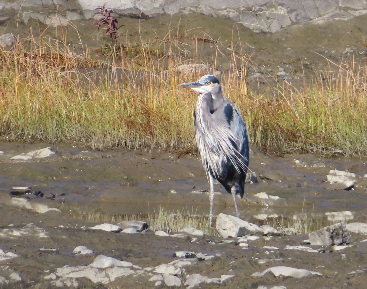 Garza Azulada - ML643196179