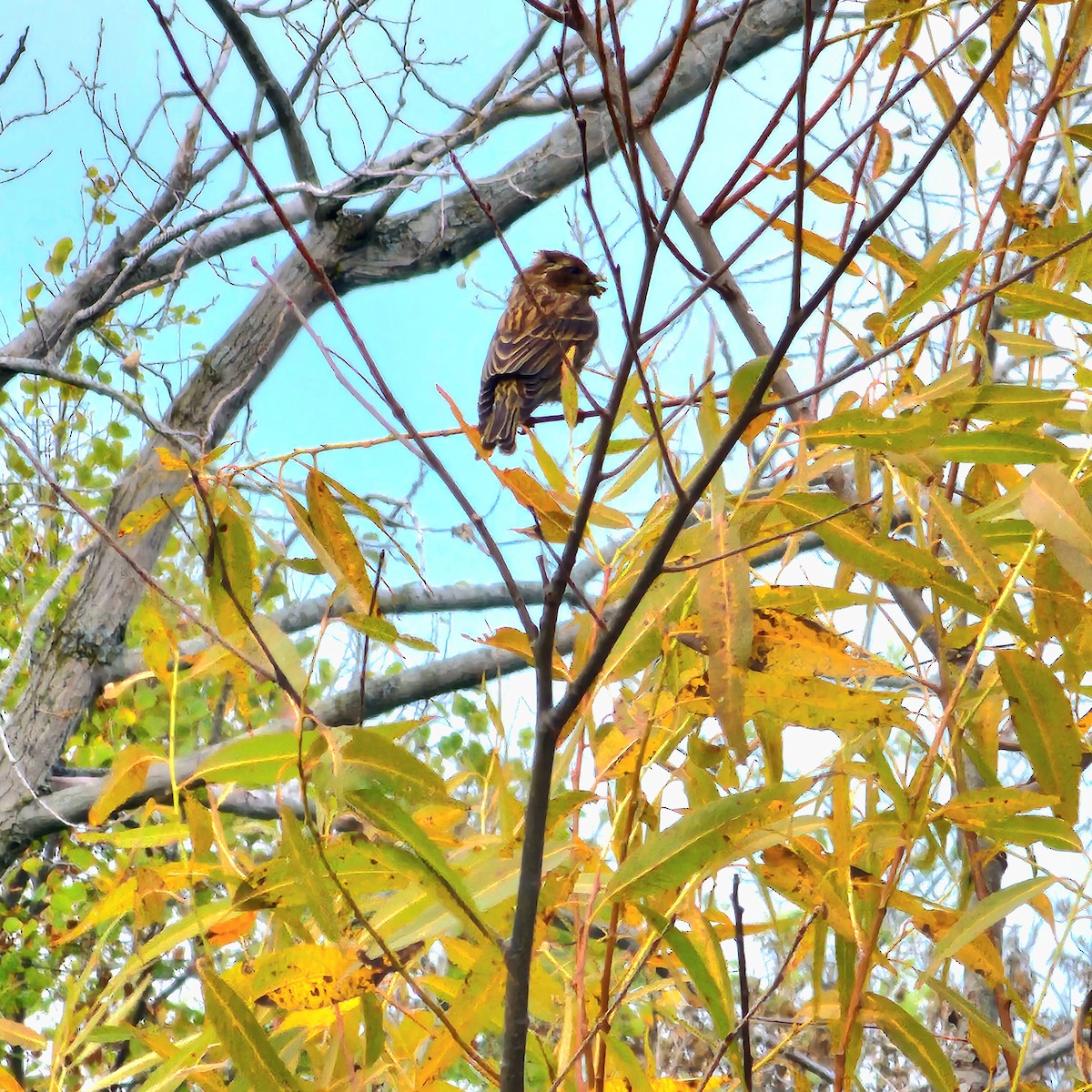 Song Sparrow - ML643196196
