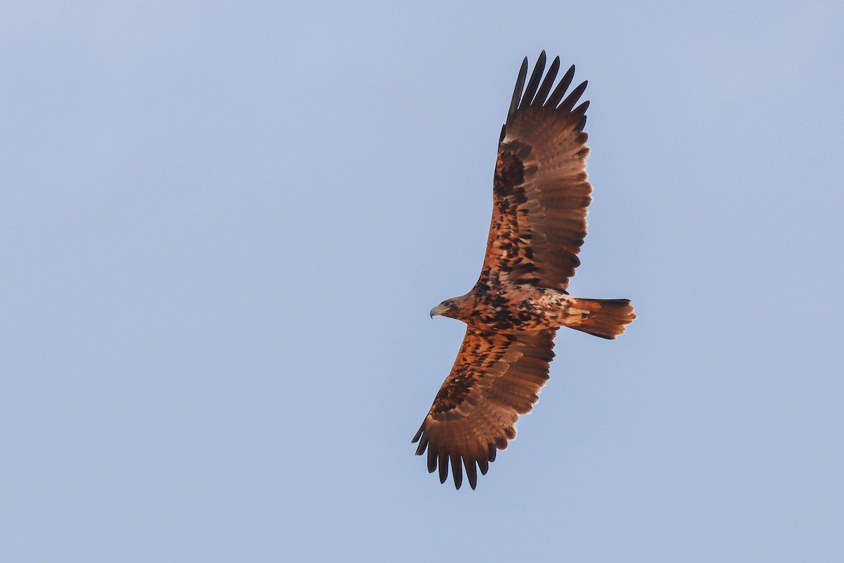Spanish Eagle - ML643196205