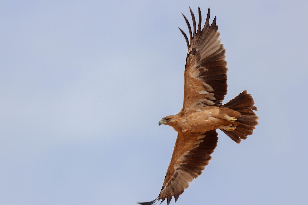 Spanish Eagle - ML643196206