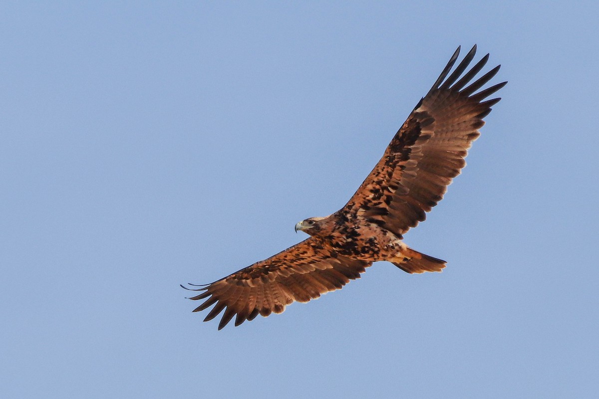 Spanish Eagle - ML643196207