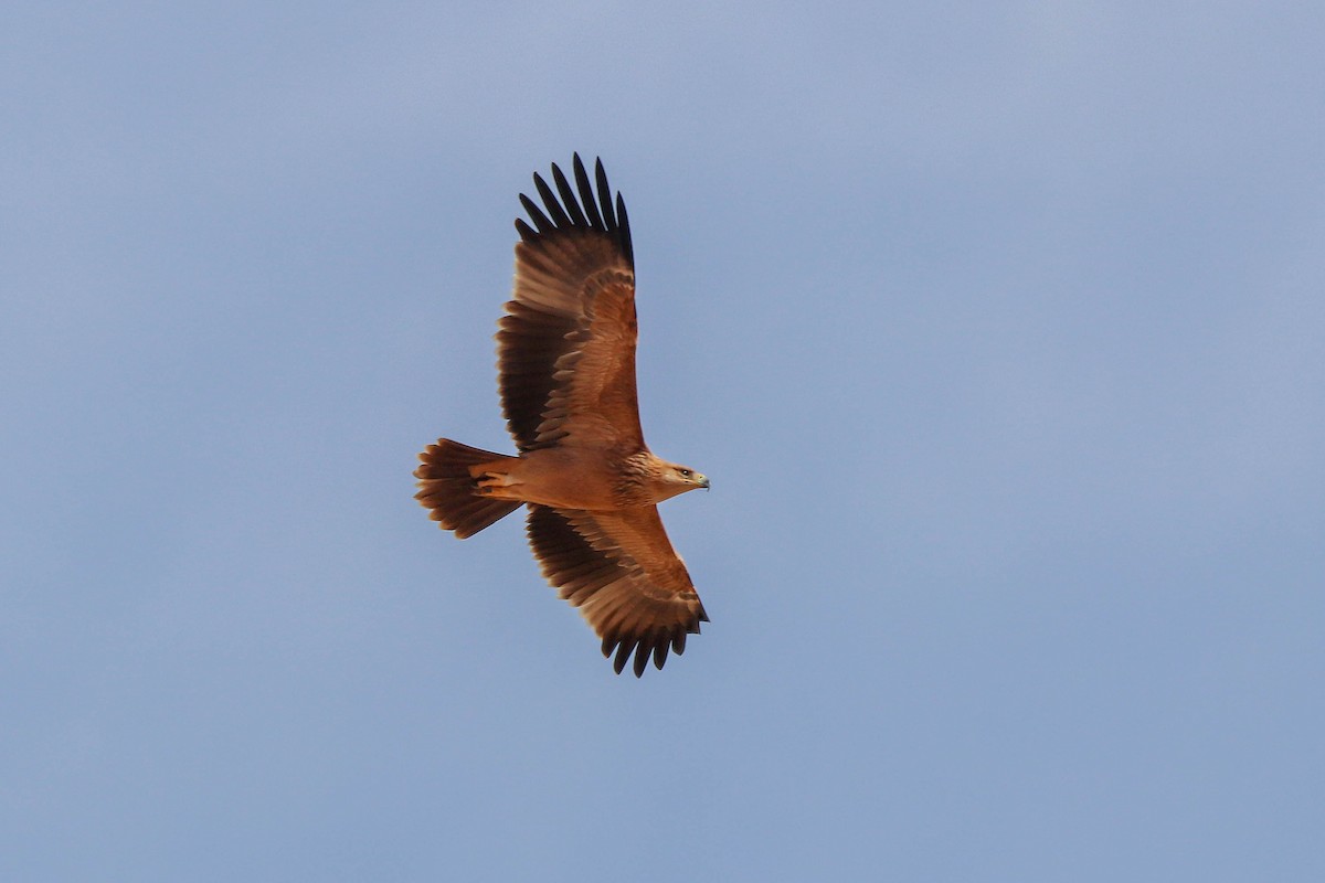 Spanish Eagle - ML643196208