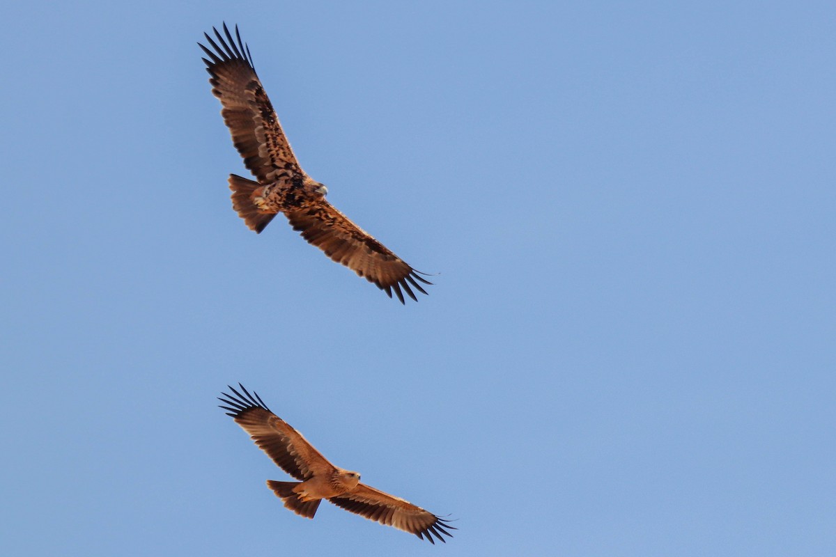 Spanish Eagle - ML643196209