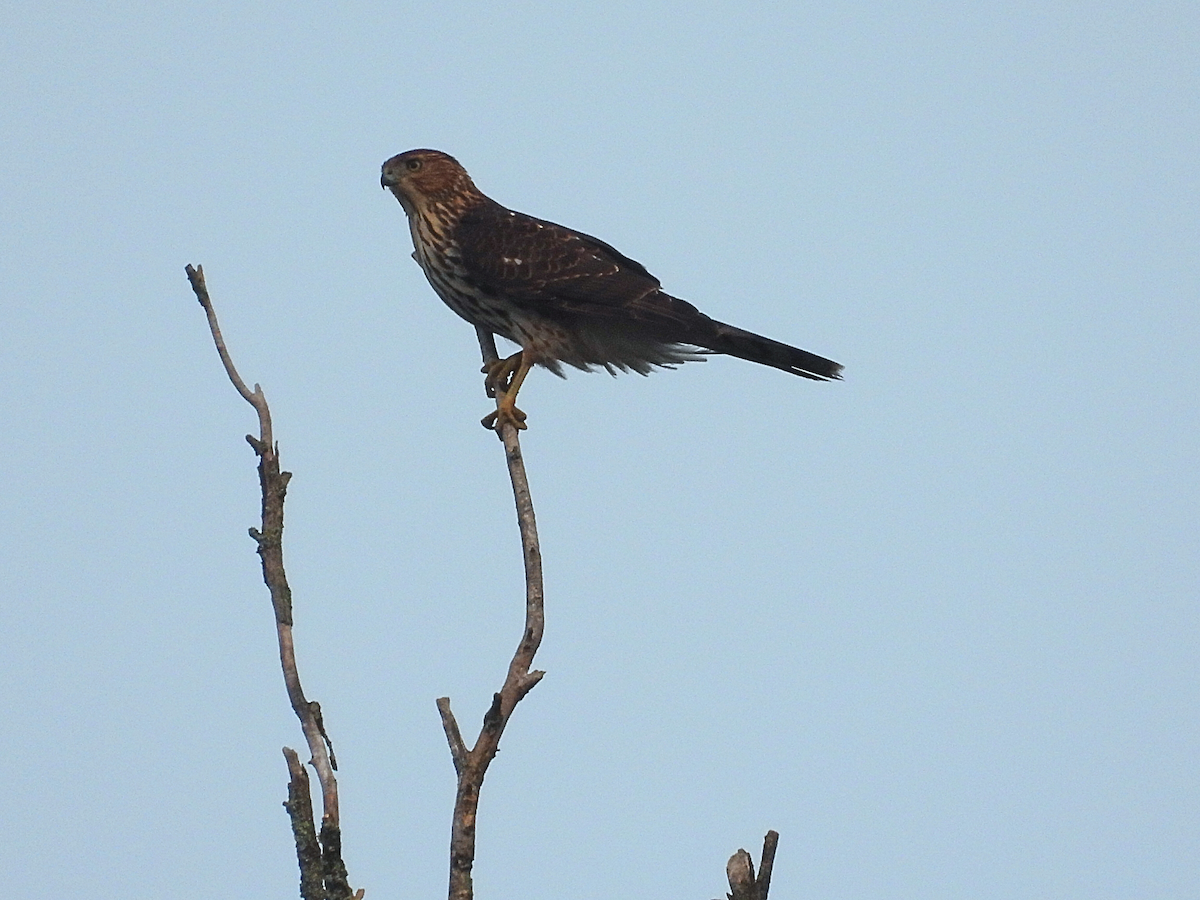 Accipitrine hawk sp. (former Accipiter sp.) - ML643196211