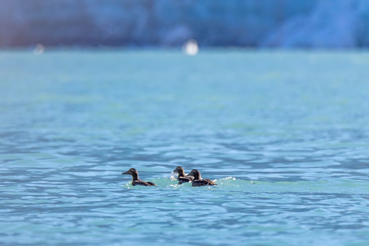 Eider arrunta - ML643196215