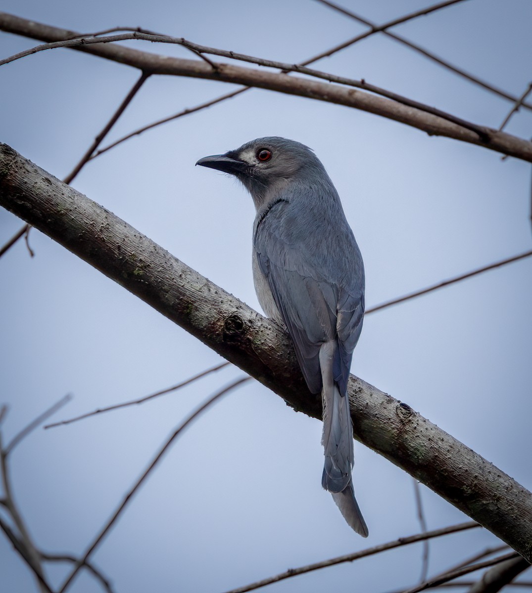 askedrongo - ML643196221
