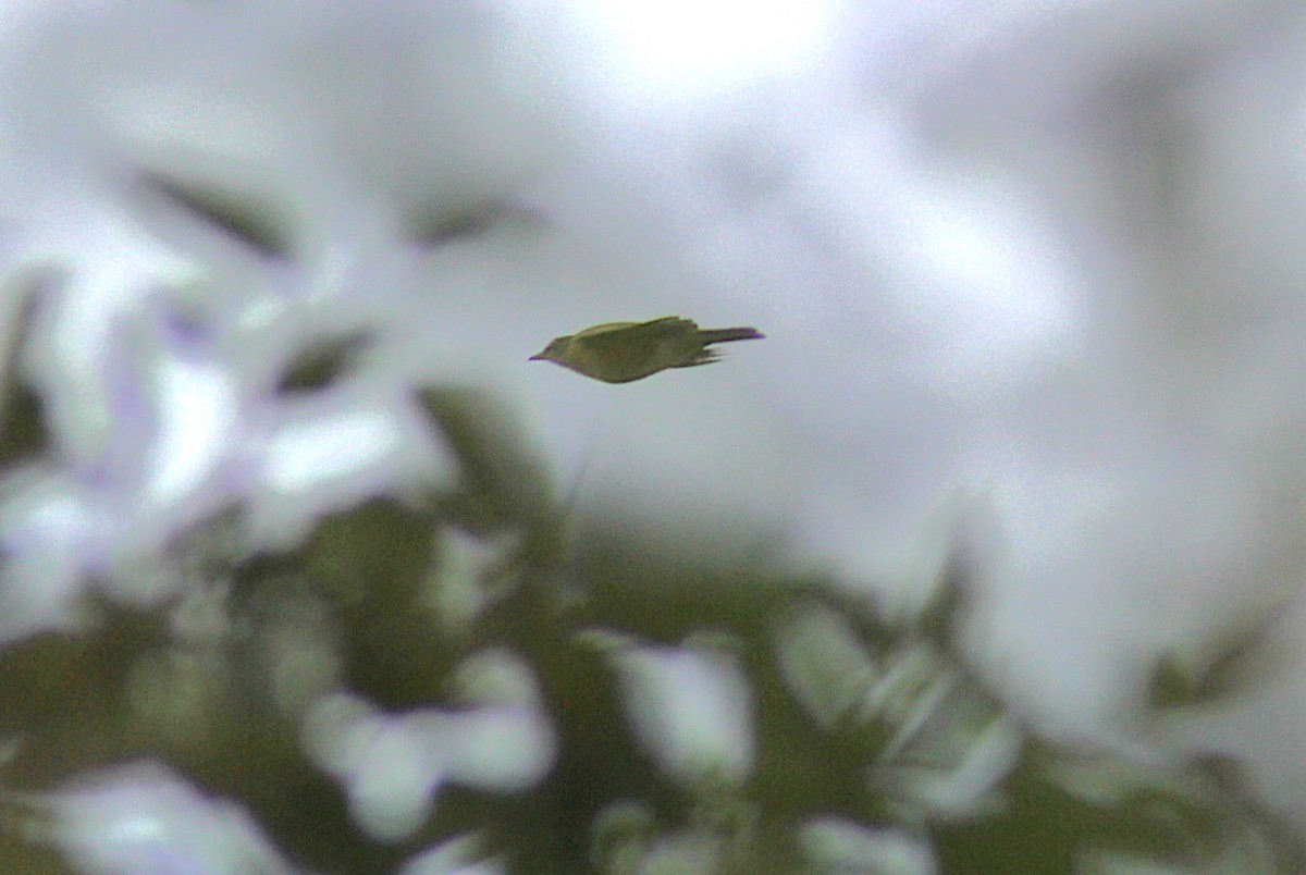 American Pipit - ML643196241