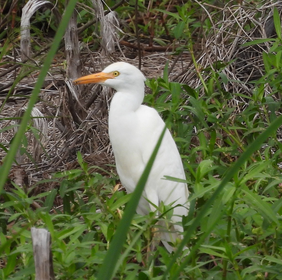 Western Cattle-Egret - ML643196242