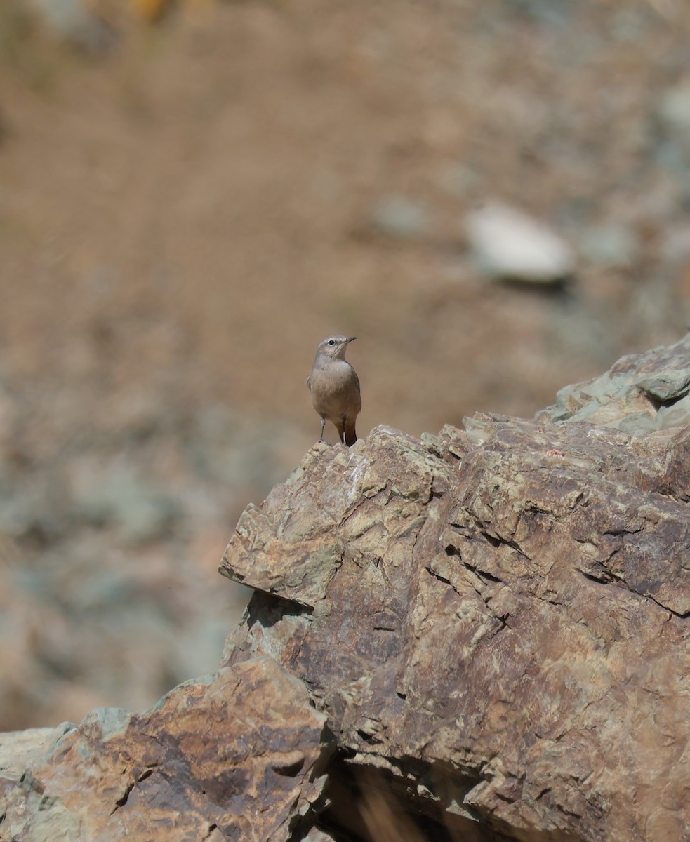 Persian Wheatear - ML643196254