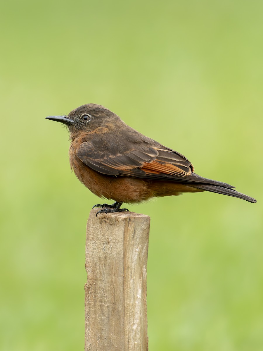 Cliff Flycatcher - ML643196258