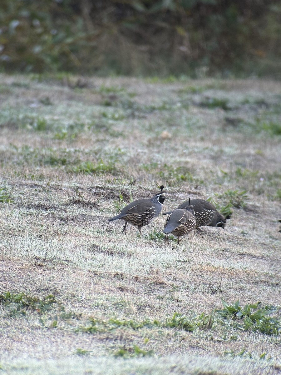 California Quail - ML643196259