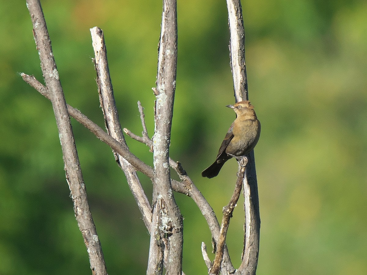 Rusty Blackbird - ML643196269