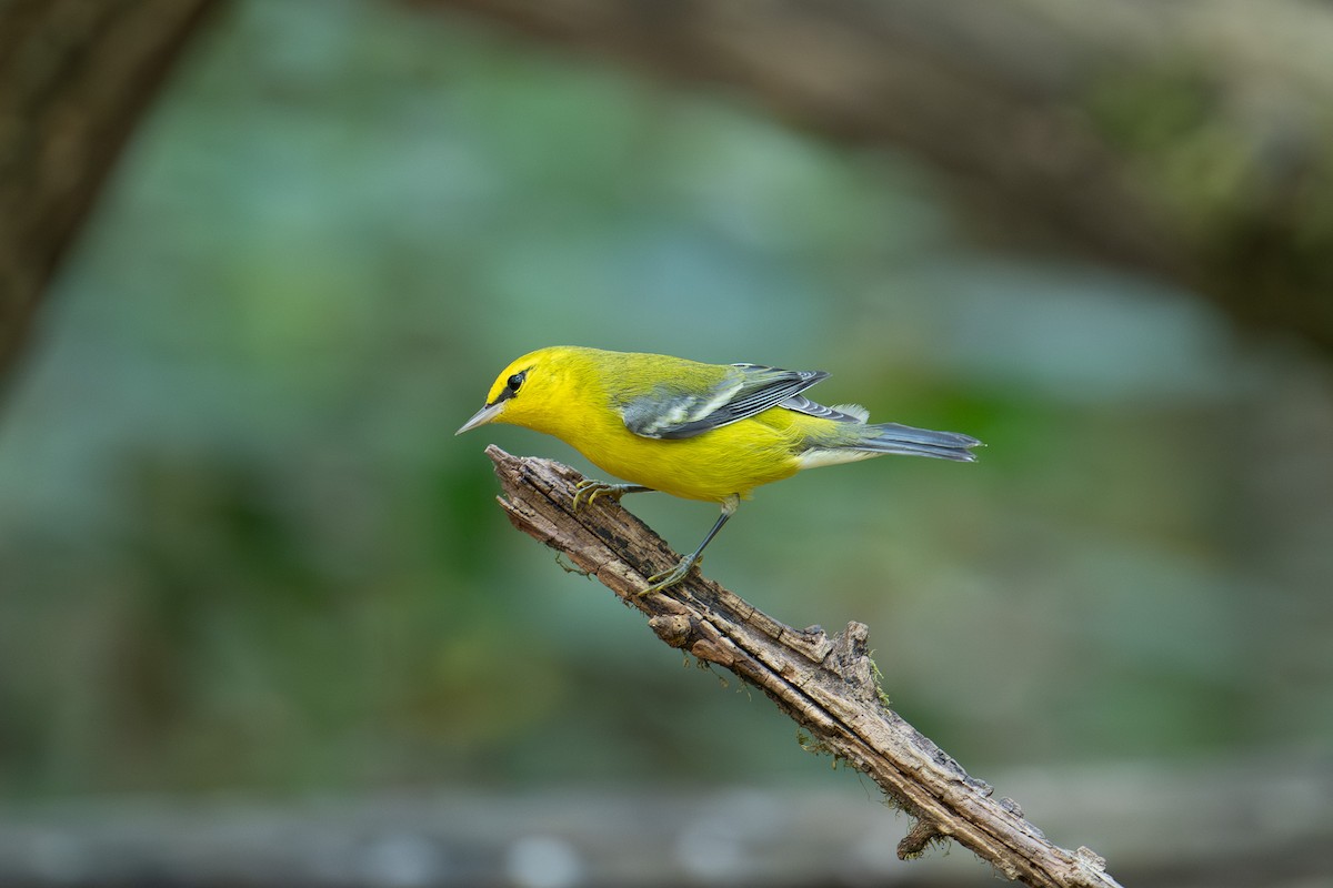 Blue-winged Warbler - ML643196270