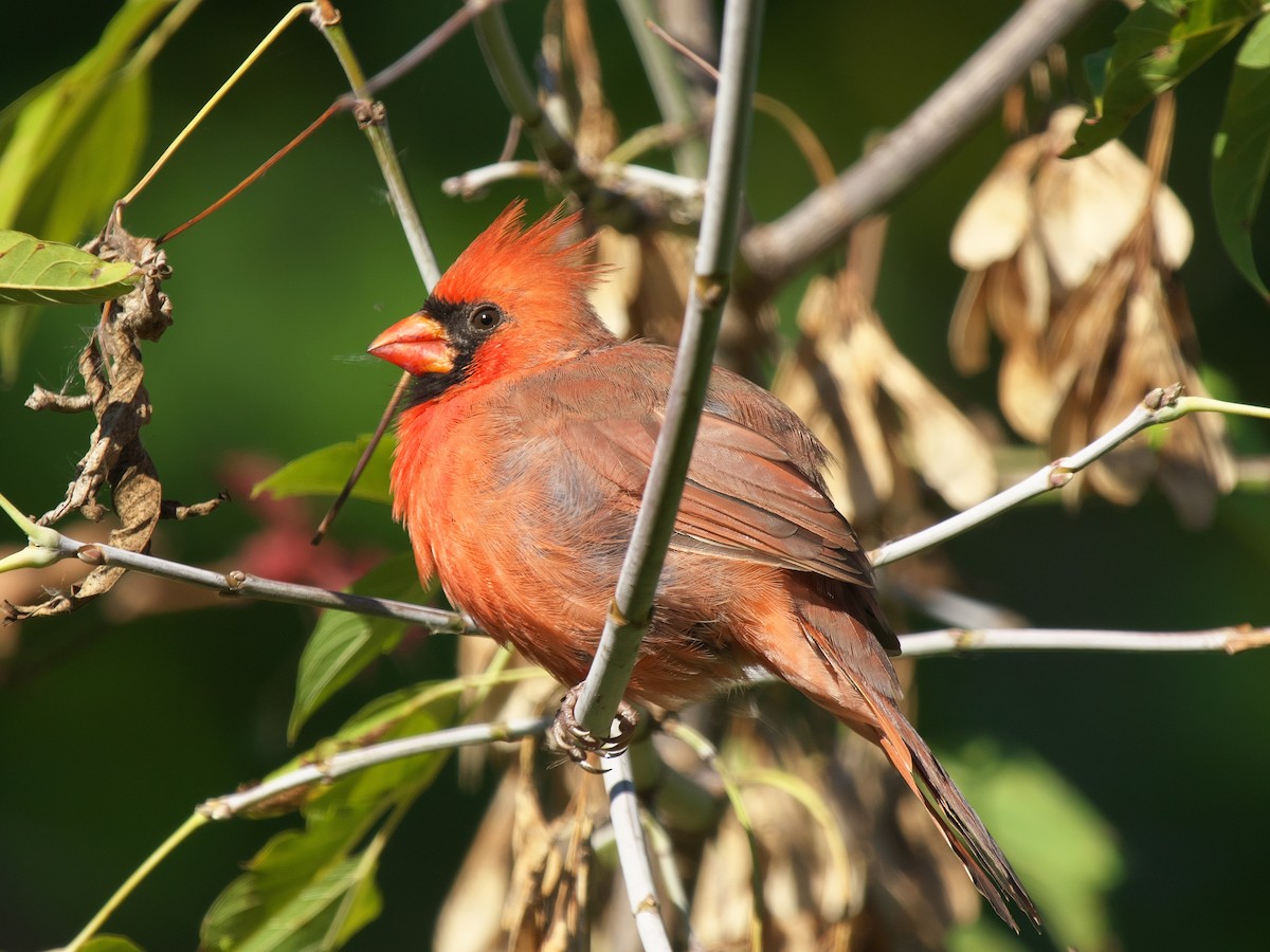 Northern Cardinal - ML643196275