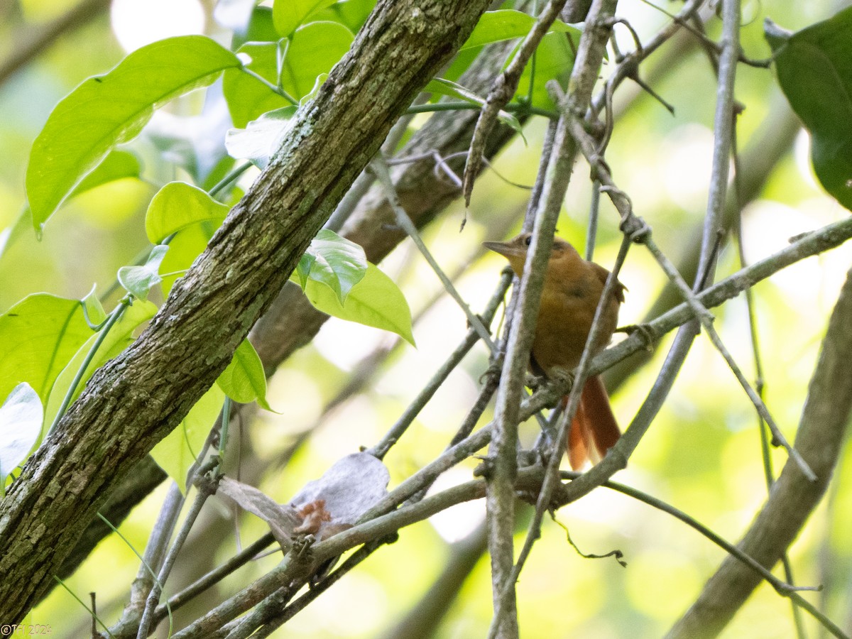 Ochre-breasted Foliage-gleaner - ML643196276
