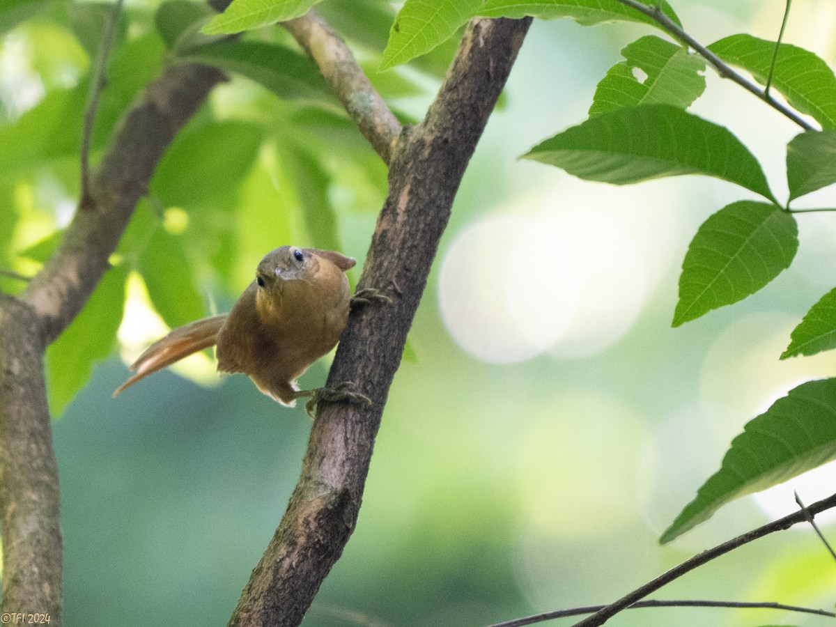 Ochre-breasted Foliage-gleaner - ML643196282