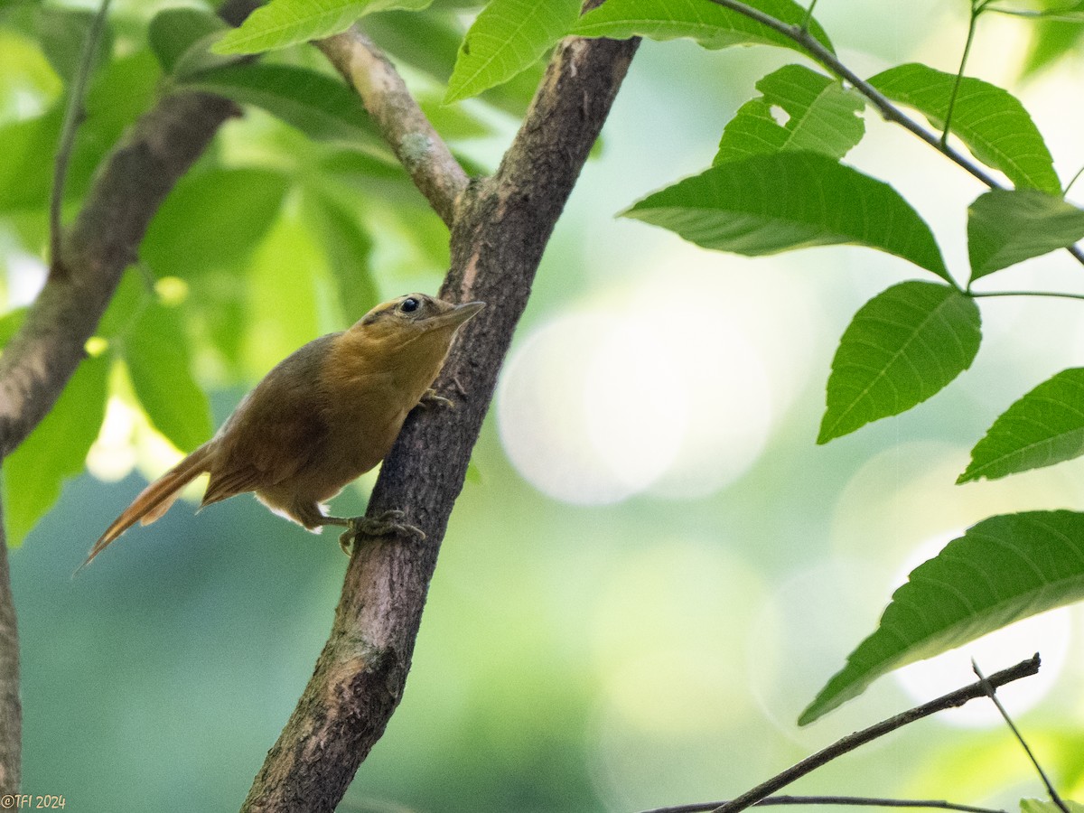 Ochre-breasted Foliage-gleaner - ML643196283